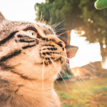 001 – invierno con los bigotes tiesos