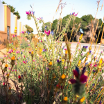 001 – primavera floral asivestrada