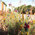 001 – primavera floral asivestrada