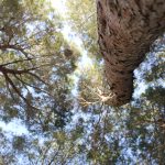 003 – Mágica luz envolvente