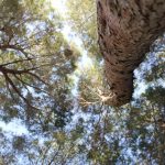 003 – Mágica luz envolvente