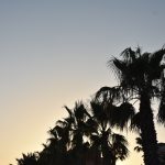 006 -escalera tropical