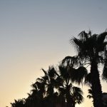 006 -escalera tropical