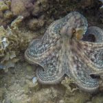 015-Pulpo_en_pie_de_guerra_G0134518