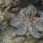 DCIM100GOPROG0134518.