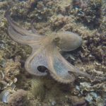 015-Pulpo_luciendo_sus_armas_G0224182