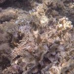 015-Pulpo_mimetizado_G0074570