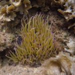 015Anémona_GOPR4426