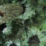 SIEMPRE HAY FLORES PARA AQUELLOS QUE QUIEREN VERLAS