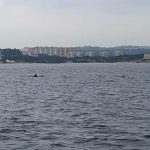 delfin
