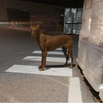 perro abandonado2