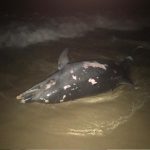 delfin-muerto
