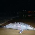 delfin-muerto2
