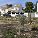 árboles en campoamor