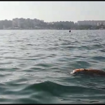 atunes muertos en campoamor2