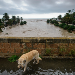 perro-sobre-el-puente