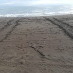 rastro de tortuga marina 2