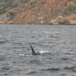 orcas en cartagena