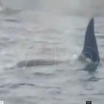 orcas en cartagena2