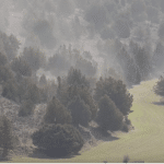 nube de polen