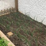 huerto-de-raul-fernandez-en-campoamor-plantacion-de-cebollas