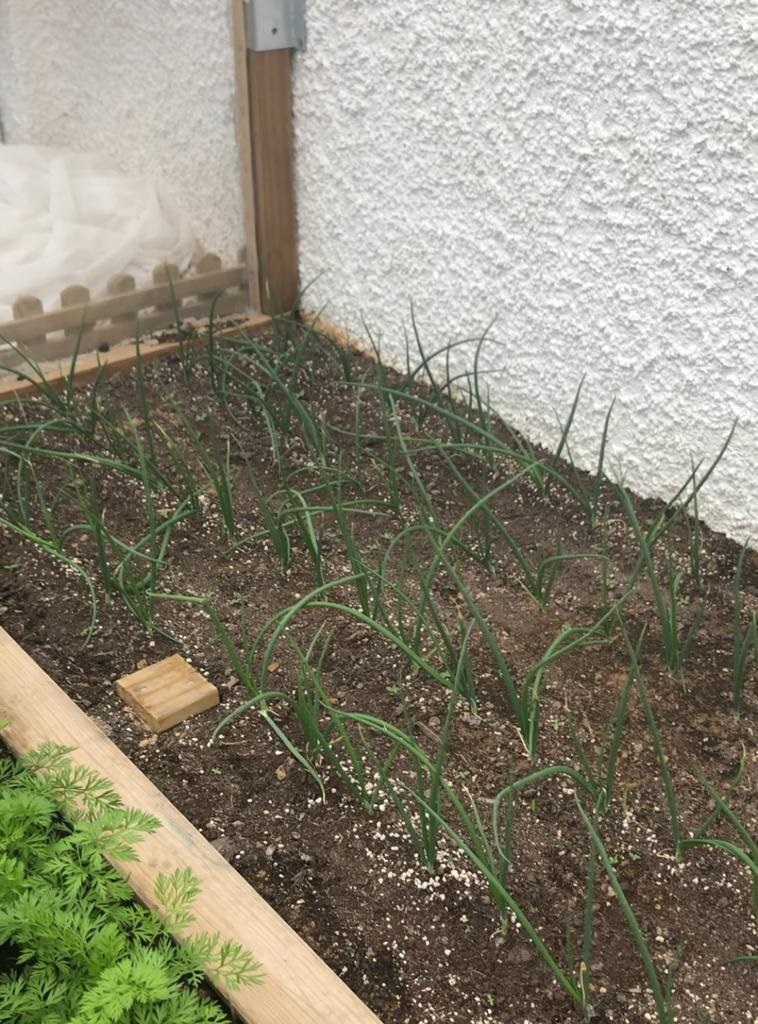 plantación de cebollas en una huerto urbano en casa