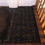 huerto-de-raul-plantando-rabanitos