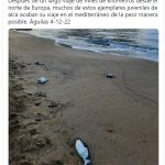 pinguinos-muertos-en-aguilas