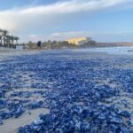 Velella Velella