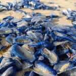 Velella Velella 2