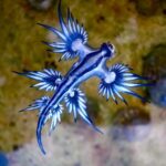 dragon azul