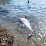 atun en campoamor 0