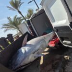 atun en campoamor