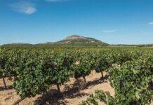 Escapada de otoño a Jumilla y Yecla: vino, historia y tradición a un paso de Campoamor