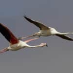 1080px-Phoenicopterus_roseus_flight_(Walvis_bay)