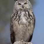 500px-Bubo_bubo_sibiricus_-_01