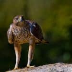 960px-Aguila_perdicera