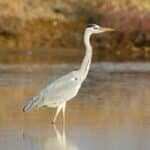 960px-Ardea_cinerea_-_Pak_Thale