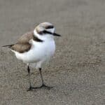 960px-Charadrius_alexandrinus_-_Kentish_Plover_03