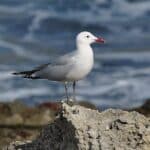 960px-Ichthyaetus_audouinii