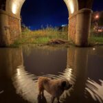 paseo nocturno en Dehesa de Campoamor