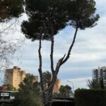 efectos de la tormenta de viento 2