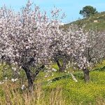 almendros en Campoamor San Miguel de Salinas