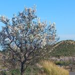 almendros en Campoamor San Miguel de Salinas 2
