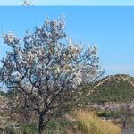 almendros en Campoamor San Miguel de Salinas 2