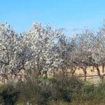 almendros en Campoamor San Miguel de Salinas 3