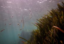 Campoamor invita a conocer la posidonia y su papel en la protección de nuestras playas